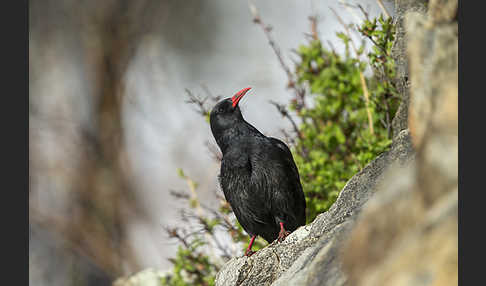 Alpenkrähe (Pyrrhocorax pyrrhocorax)