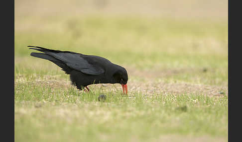 Alpenkrähe (Pyrrhocorax pyrrhocorax)