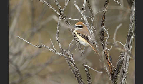 Braunwürger (Lanius cristatus)