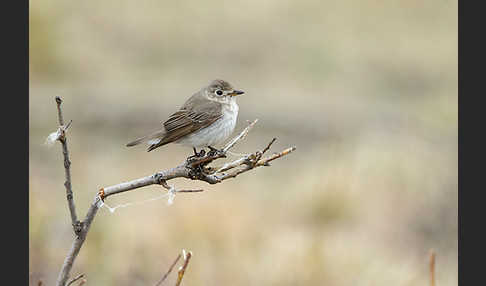 Braunschnäpper (Muscicapa dauurica)