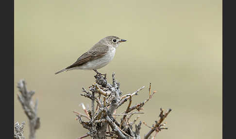 Braunschnäpper (Muscicapa dauurica)