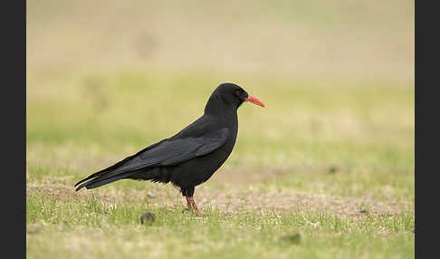 Alpenkrähe (Pyrrhocorax pyrrhocorax)