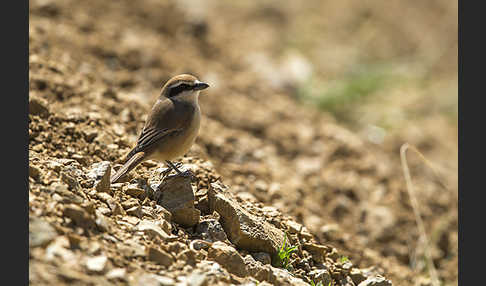 Braunwürger (Lanius cristatus)