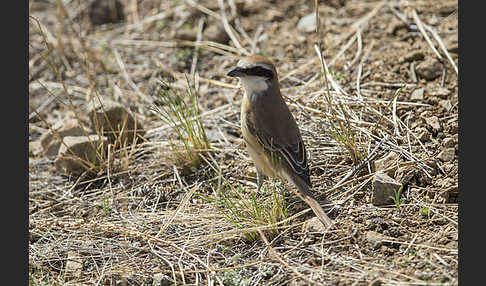 Braunwürger (Lanius cristatus)