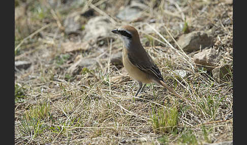 Braunwürger (Lanius cristatus)