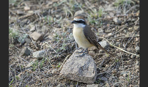 Braunwürger (Lanius cristatus)