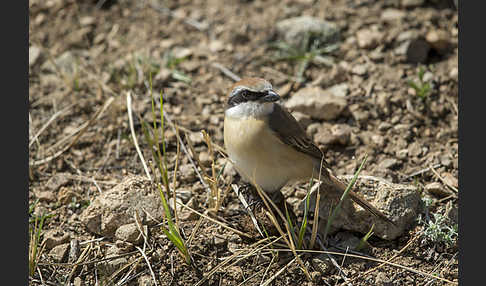 Braunwürger (Lanius cristatus)