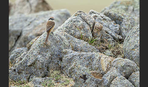 Braunwürger (Lanius cristatus)