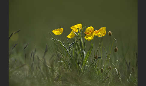 Altaischer Mohn (Papaver croceum)