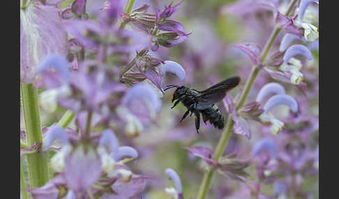 Große Holzbiene (Xylocopa violacea)