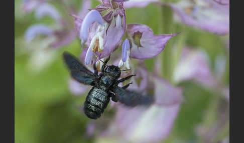 Große Holzbiene (Xylocopa violacea)