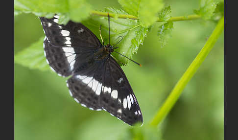 Kleiner Eisvogel (Limenitis camilla)