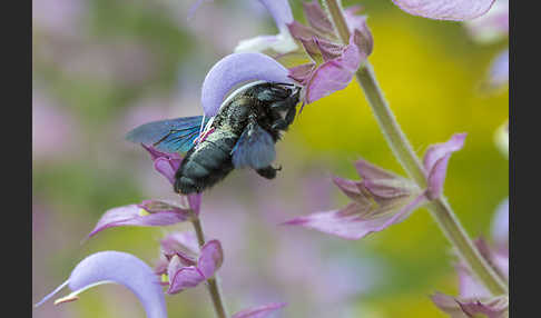 Große Holzbiene (Xylocopa violacea)