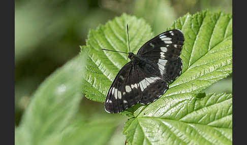 Kleiner Eisvogel (Limenitis camilla)