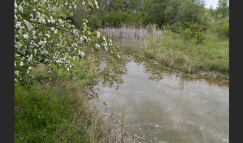 Thüringen (Thuringia)