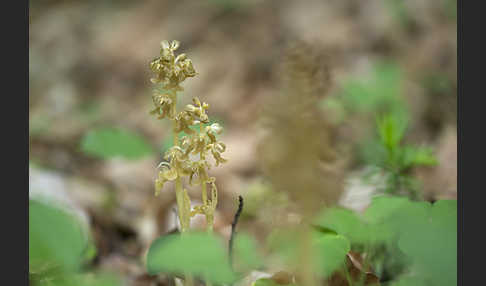 Nestwurz (Neottia nidus-avis)