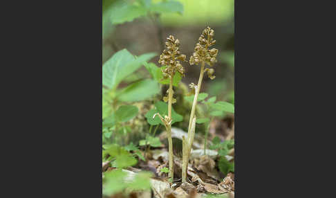 Nestwurz (Neottia nidus-avis)