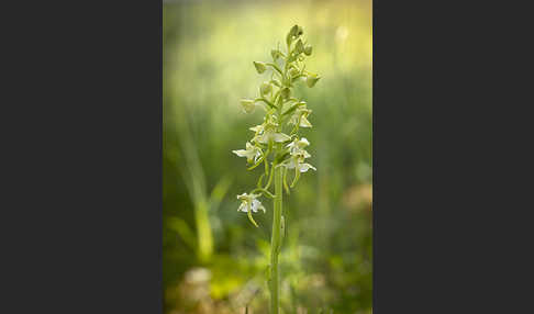 Berg-Waldhyazinthe (Platanthera chlorantha)