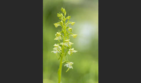 Berg-Waldhyazinthe (Platanthera chlorantha)