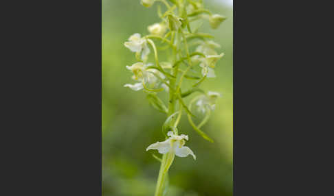 Berg-Waldhyazinthe (Platanthera chlorantha)