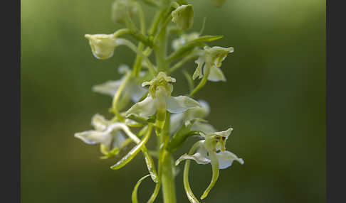 Berg-Waldhyazinthe (Platanthera chlorantha)