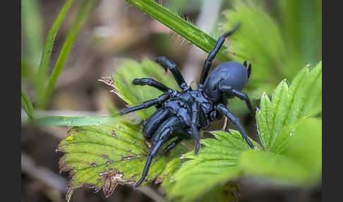 Pechschwarze Tapezierspinne (Atypus piceus)