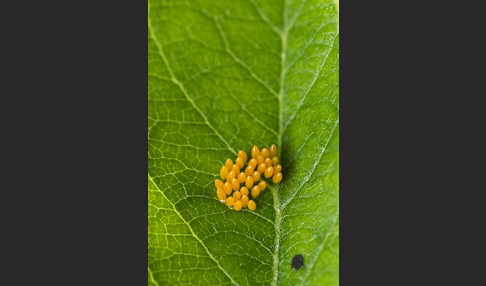 Asiatischer Marienkäfer (Harmonia axyridis)