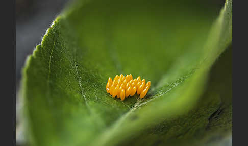 Asiatischer Marienkäfer (Harmonia axyridis)