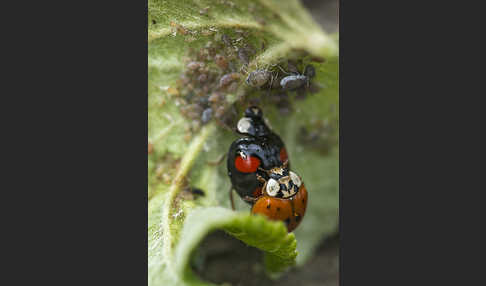 Asiatischer Marienkäfer (Harmonia axyridis)