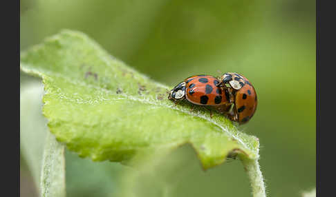 Asiatischer Marienkäfer (Harmonia axyridis)