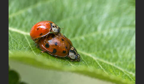 Asiatischer Marienkäfer (Harmonia axyridis)