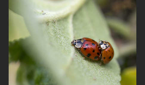 Asiatischer Marienkäfer (Harmonia axyridis)