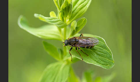 Stinkfliege (Coenomyia ferruginea)