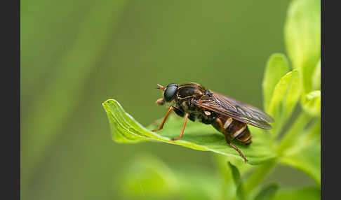 Stinkfliege (Coenomyia ferruginea)