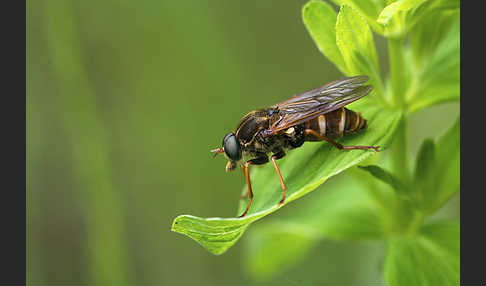 Stinkfliege (Coenomyia ferruginea)