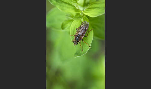 Stinkfliege (Coenomyia ferruginea)