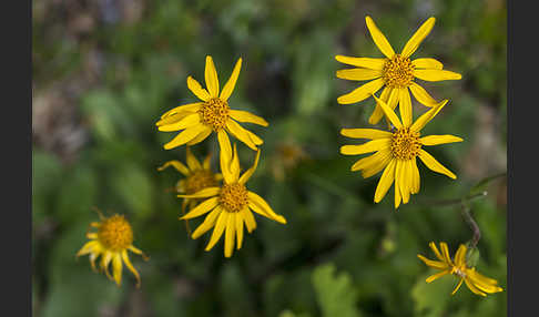 Berg-Wohlverleih (Arnica montana)