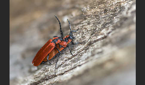 Rüssel-Rotdeckenkäfer (Lygistopterus sanguineus)