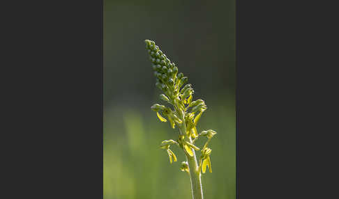 Großes Zweiblatt (Listera ovata)