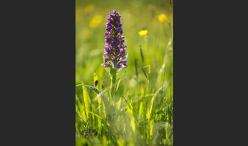 Breitblättrige Kuckucksblume (Dactylorhiza majalis)