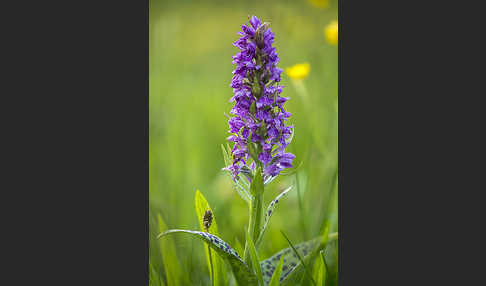 Breitblättrige Kuckucksblume (Dactylorhiza majalis)