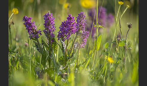 Breitblättrige Kuckucksblume (Dactylorhiza majalis)