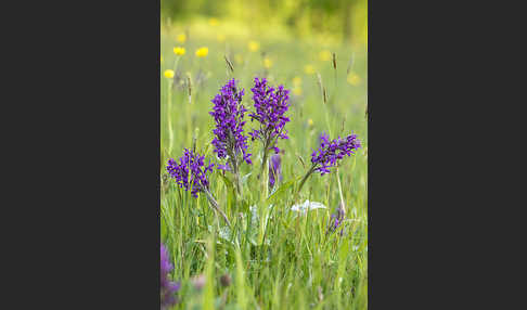 Breitblättrige Kuckucksblume (Dactylorhiza majalis)