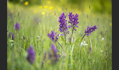 Breitblättrige Kuckucksblume (Dactylorhiza majalis)