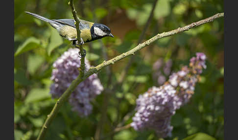 Kohlmeise (Parus major)