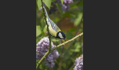 Kohlmeise (Parus major)