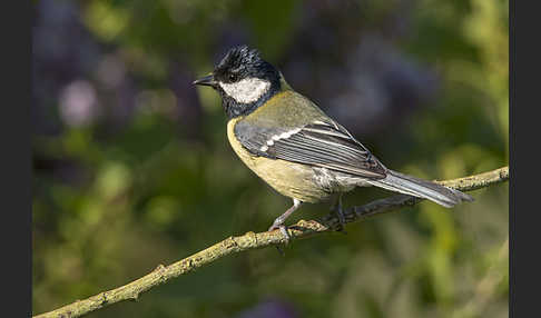 Kohlmeise (Parus major)