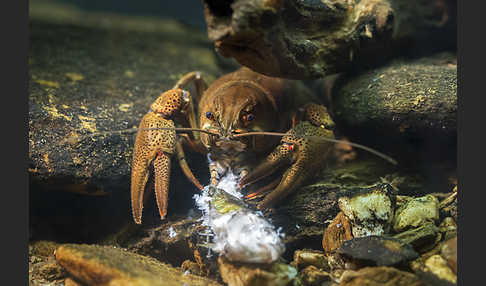 Edelkrebs (Astacus astacus)