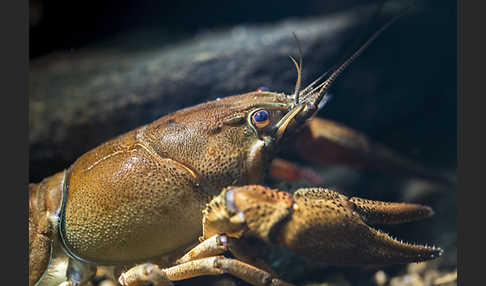 Edelkrebs (Astacus astacus)