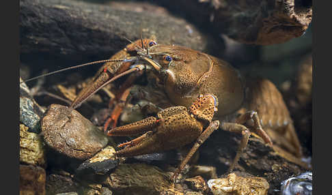 Edelkrebs (Astacus astacus)